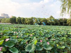 -长春市南湖公园