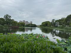 -新江湾城公园