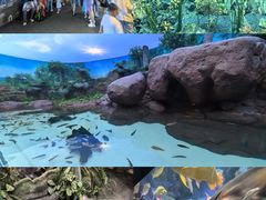 -上海海洋水族馆