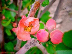 -海棠花溪(元大都城垣遗址公园)