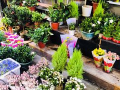 -循礼门鲜花花市(武汉循礼门店)