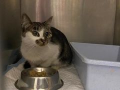 -艾贝尔宠物诊疗