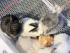 -青石桥花鸟鱼虫市场(叠翠城店)