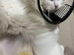 -创凡宠物医院·骨专科  猫科中心(西乡分院)
