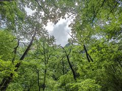 -青峰峡国家森林公园