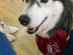 春杏-Husky Go! 哈士奇体验馆·宠物咖啡厅狗咖