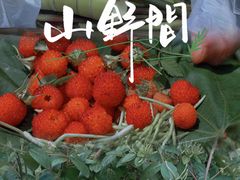 -铁山坪森林公园