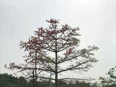 -云溪植物园