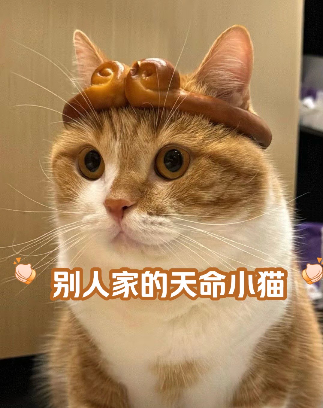 猫戴金箍壁纸图片