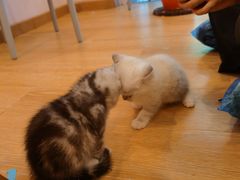 -猫咪派对(江南西店)