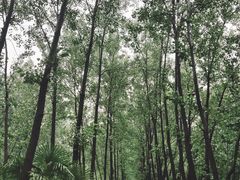 -合肥滨湖国家森林公园