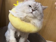 -萌兽医馆·眼科·异宠专科(三里屯店)