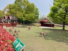 -上海野生动物园