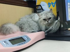 -宠颐生猫科·内科皮肤科(西平世纪城店)