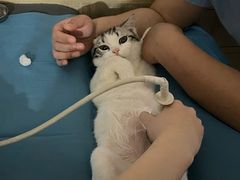-猫大福·Fortune Cat猫舍(百子湾店)