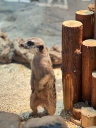 -Zoolung Zoolung动物主题公园(海信广场店)