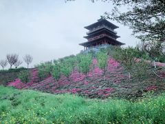 -古柏渡丰乐樱花园