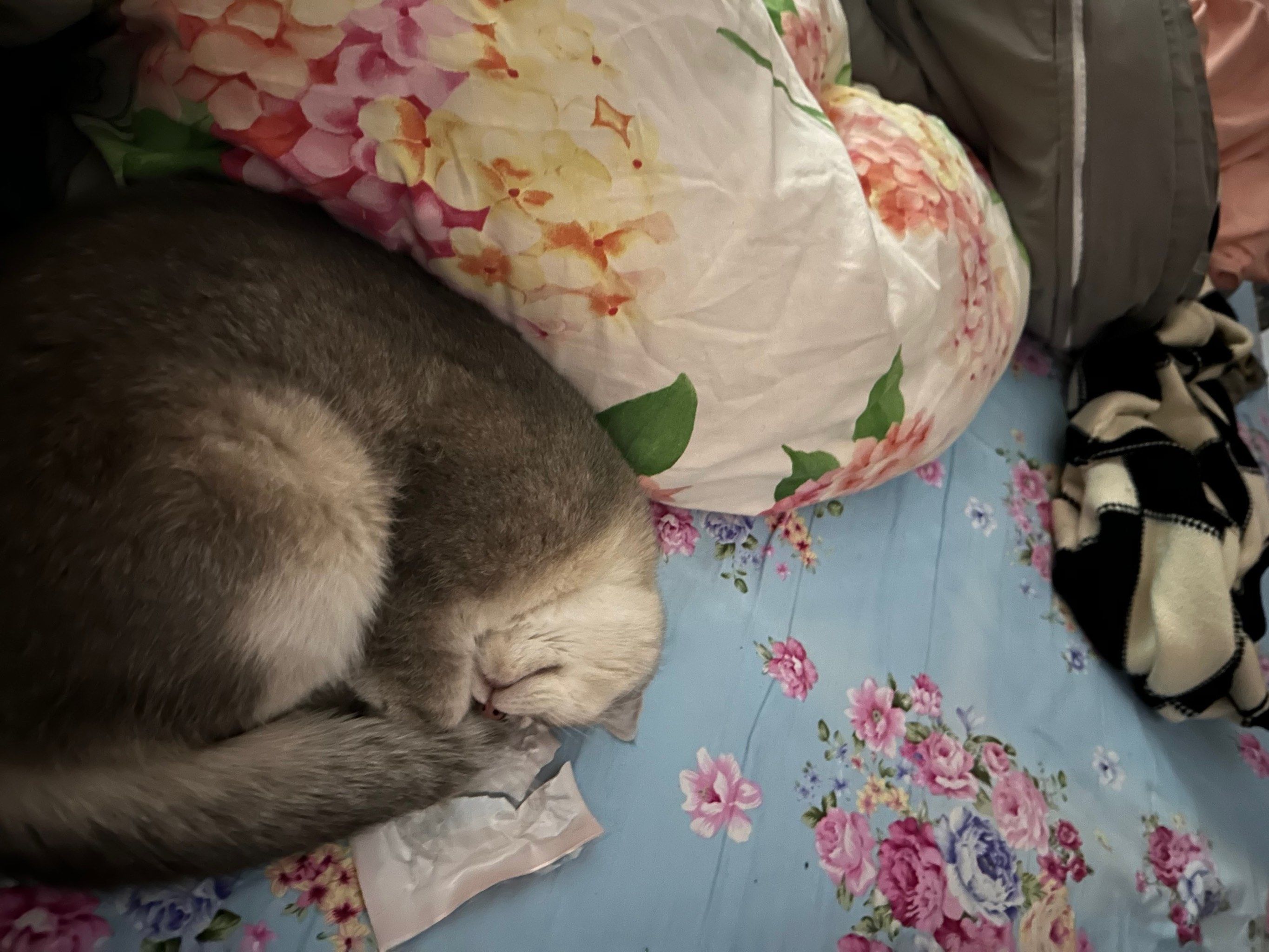 为什么一闭眼就做梦,潜意识想醒来,却很难醒为什么在线 为什么一闭眼就做梦,潜意识想醒来,却很难醒为什么在线