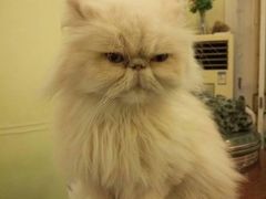 -猫色咖啡·猫咖
