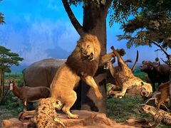 -国家自然博物馆