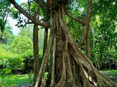 -中国科学院西双版纳热带植物园