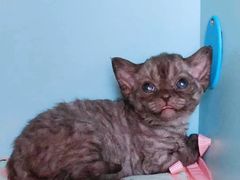 -十年猫舍·猫咪专门店(普陀店)