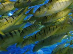 -太平洋海底世界