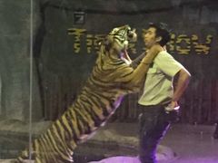 -清迈夜间动物园