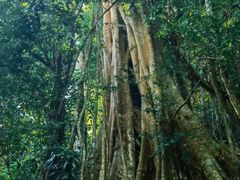 -中国科学院西双版纳热带植物园