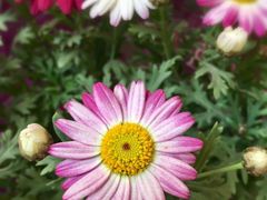 -双季花艺园艺市场(浦东店)