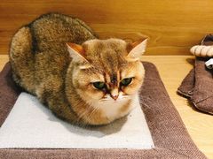 -滚猫咖啡·猫咖·猫友好撸猫(未来城店)