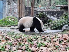 -都江堰中华大熊猫苑