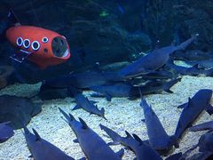 -烟台海昌鲸鲨海洋公园