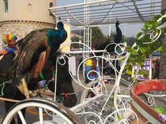 -辛玛王国游乐园