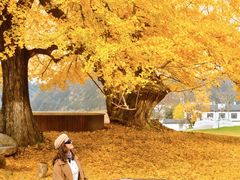 -千年银杏谷文化旅游区