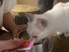 -猫猫幼稚园·撸猫·桌游·电玩