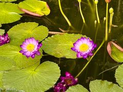 -国家植物园南园