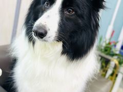 -艾贝尔宠物医院 ·内科全科(梁溪路店)