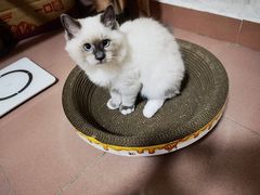 -屋虎猫馆(宝安大仟里店)