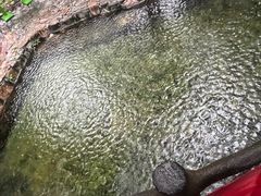 -莫里热带雨林景区