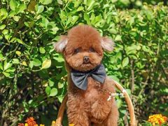 -超宠爱宠物摄影-Super pet