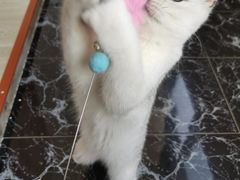 -十年猫舍·猫咪专门店(普陀店)