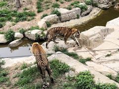 -大连森林动物园