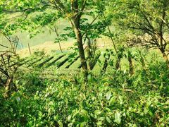 -磐安舞龙峡景区