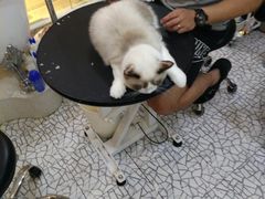 -momokira米努特·德文卷毛猫·棉花面纱犬