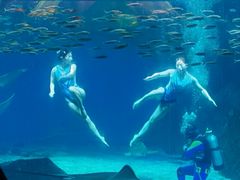 -海合安成都极地海洋公园