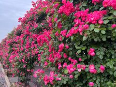 -广富林郊野公园