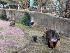 -安徽大青山野生动物世界