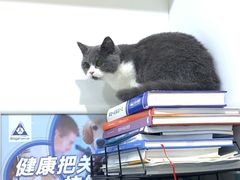 -萌兽医馆·宠物医院·猫骨科(创景店)