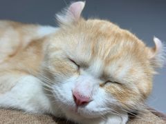 -Heymao猫咖.咖啡厅(东门店)